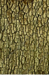 tree bark 0011